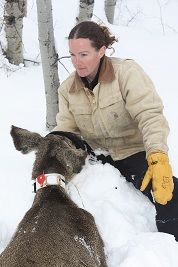 Mule deer & transportation research
