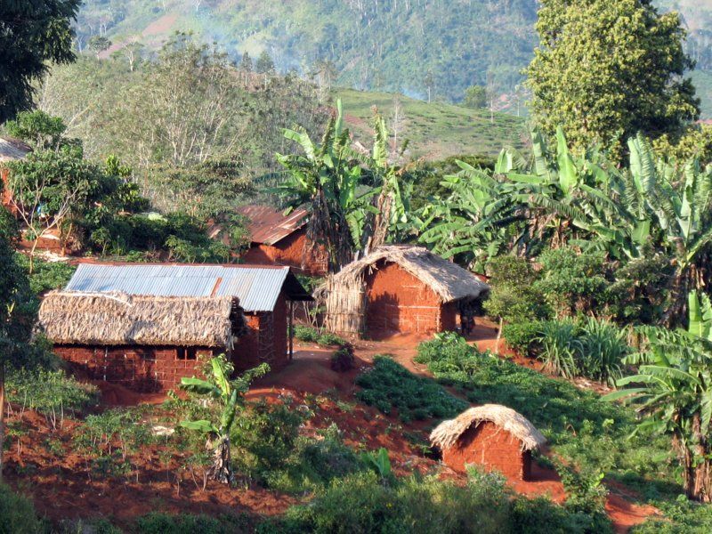 A small shamba, or family farm. Small-scale agriculture is an important land use that continues to replace primary forest.