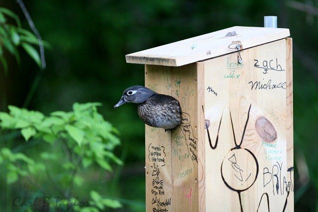 What makes one nest box more popular than another? This wood duck hen exits a box in northern Utah where we sought to answer that question (photo by Wild Over Wood Ducks