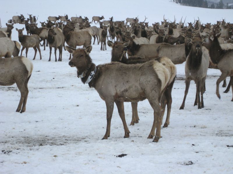 Collared elk at feedgrounds were recaptured in March 2011 in order to determine body condition, including percent body fat for a comparison with native winter range elk.