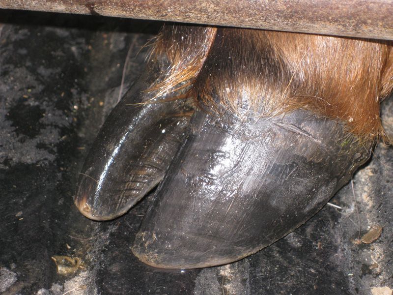 Elk hoof growth rates are being determined by notching elk digits and measuring the movement of the notch on a monthly basis. Captive elk at Sybille are being used to help develop this aspect of the stable isotope technique.