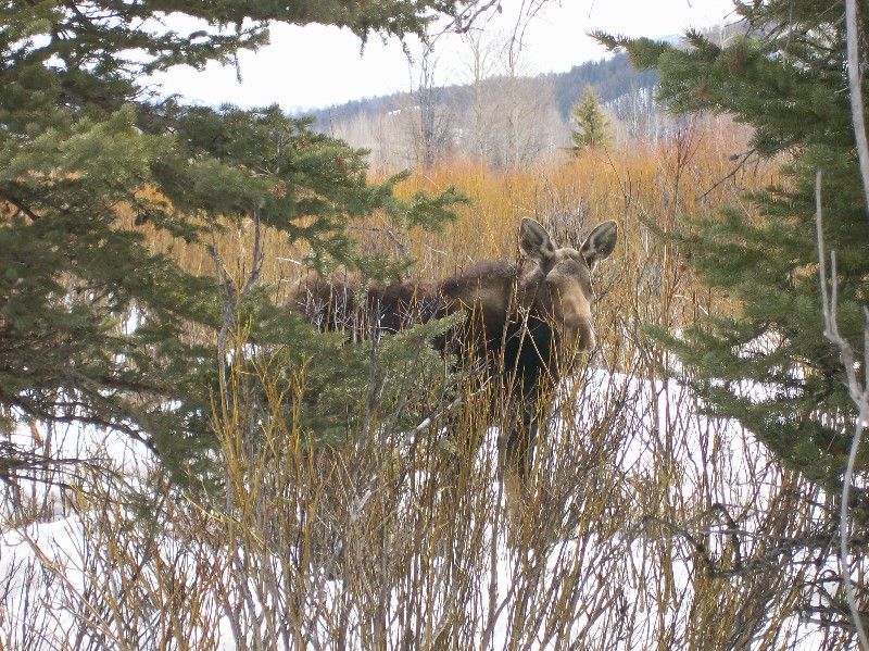 During winter, available browse includes the stems of willows, aspen, bog birch, and subalpine fir, among others. Moose spend a lot of their time along the edges of willow and conifer patches for food and cover.
