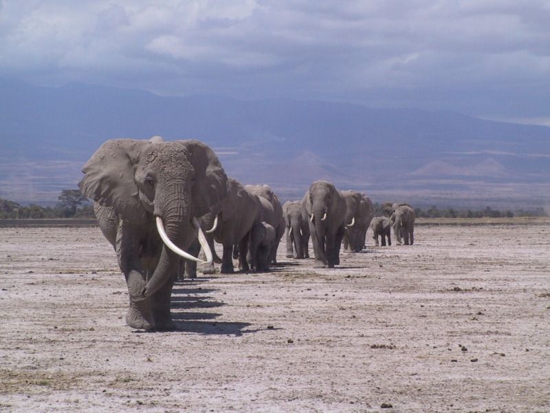 Female elephant groups (here the EB family, led by Echo) exhibit age-structured dominance hierarchies. Amboseli National Park, Kenya.