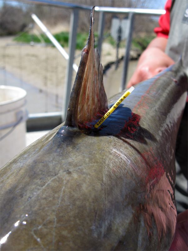 Fisheries biologists also employ tags with unique numbers to identify individual fish