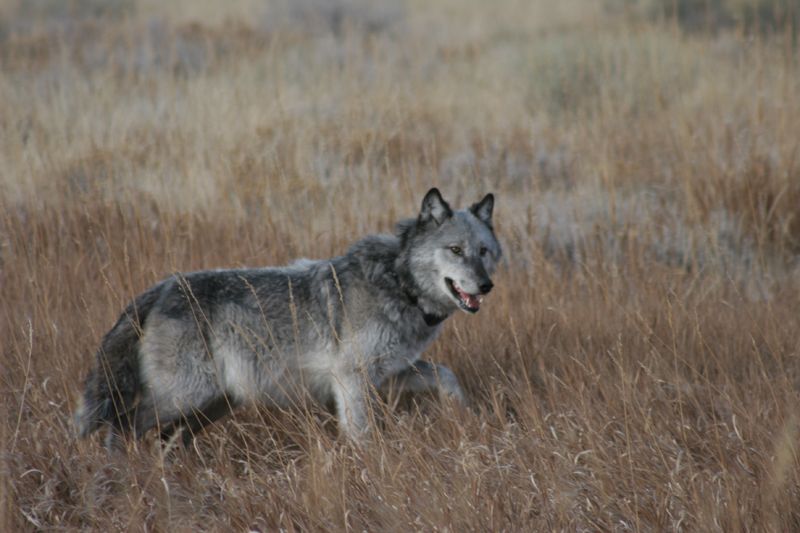 Wolf numbers have also increased on the range of migratory elk, but there are fewer wolves on the year-round range of nonmigratory elk. In addition to bears, wolves are important elk calf predators in Yellowstone.