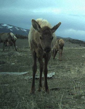 In the resident elk area, the wolves we monitored killed 92% elk, most of which were elk calves.