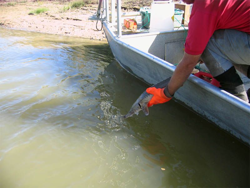 Fin ray analysis allows for the release of the fish, unharmed.