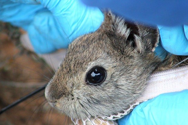 Fitting a pygmy rabbit with a radio collar.