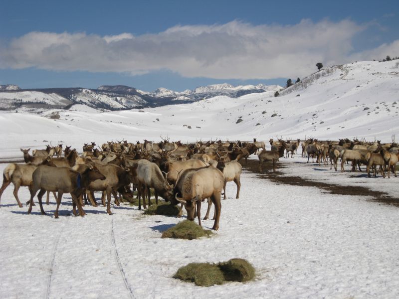 Elk attending the Soda Lake feedground in March 2011.