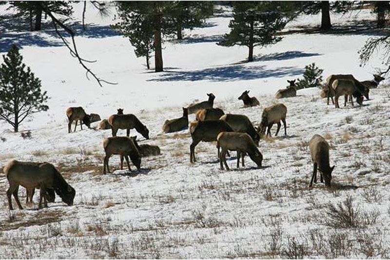 Elk that spend their winter on native ranges presumably leave winter in poorer nutritional condition than feedground elk and may employ different strategies throughout the year to meet their energetic requirements.