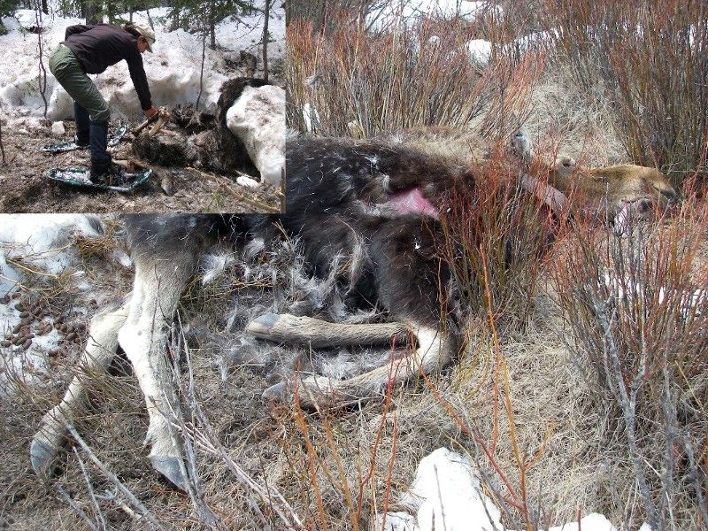 The majority of moose mortality occurred in late winter (April-May). When possible, mortalities were investigated to determine cause of death. Most moose deaths were a result of malnutrition; however, some predation events were documented.