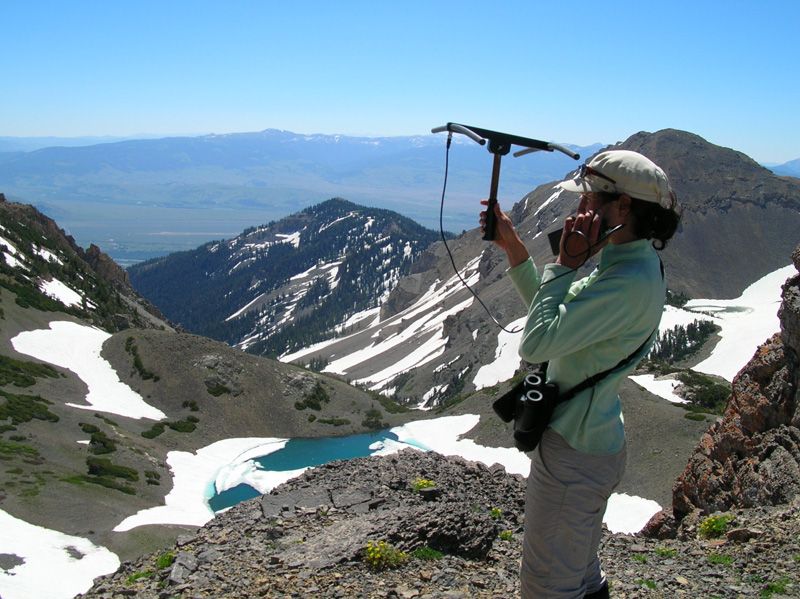 Field crews tracked GPS-collared bighorn sheep using radio-telemetry during summers 2008, 2009, and 2010.