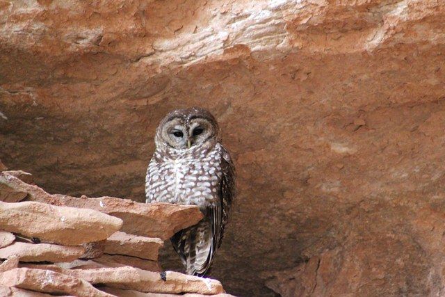Most people equate spotted owls to old-growth forests; this sleepy-eyed fellow shows that