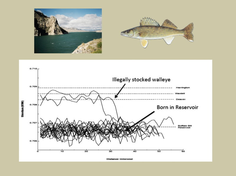 Otolith microchemistry reveals two of the founding fish originated in one of two nearby reservoirs and that many of the fish were born in Buffalo Bill Reservoir