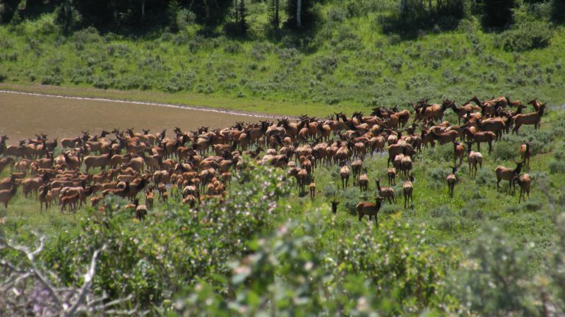 Elk Nutritional Condition