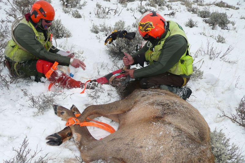 Captured elk were fitted with GPS collars that will record fine-scale location data for two years. An upper canine was removed to determine age through cemmentum annuli and blood samples were taken to assess brucellosis seroprevalence. Ultrasonography was used to determine pregnancy, with all pregnant elk receiving Vaginal Implant Transmitters, VITs, that will be expelled during birth to mark parturition areas.