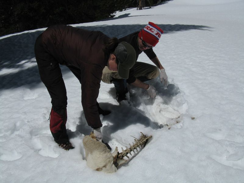 Eight GPS-collared bighorn sheep died during the study period (2.5 years). The majority of bighorn sheep died in avalanches (4), one died from mountain lion predation during winter, and 3 died of unknown causes during winter (field crews could not reach the carcass in time to determine the cause).