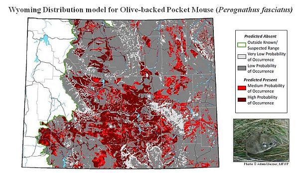 Distribution Models: To refine our estimates of where species occur in Wyoming, we developed habitat suitability models based on known observations and environmental characteristics including vegetation, climate, topography, hydrography and soils.