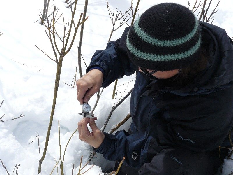 Measures of the diameter at which willow stems were browsed were obtained to assess change in browse pressure across winter. These measurements were also used to determine the diameter at which to collect forage samples for nutritional analysis.