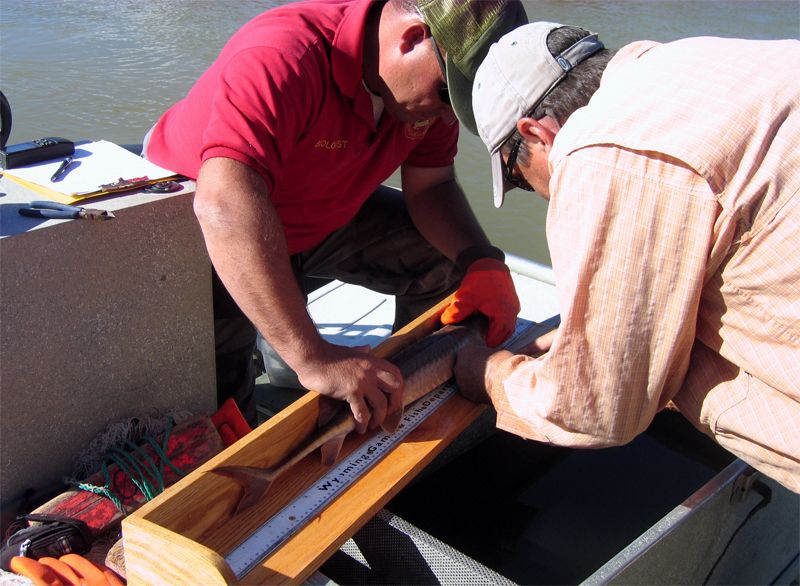 To support and restore a Shovelnose Sturgeon fishery, Wyoming Game & Fish biologists have been stocking juvenile sturgeon in the Bighorn River. To assess the success of their efforts, I am using fin ray microchemistry, similar to otolith microchemistry, to determine if sturgeon are naturally reproducing or if the fish are of hatchery origin