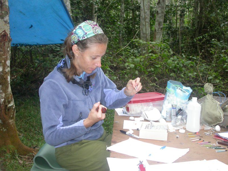 Nicole Korfanta, processing a bird captured in mist nets.
