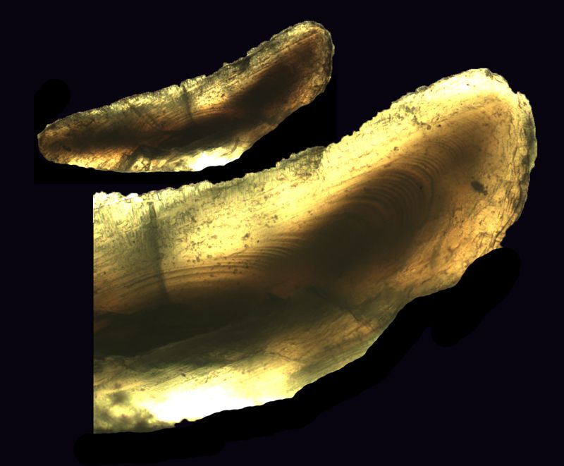 This otolith from a 1 year old Burbot reveals daily growth bands visible in the darker regions