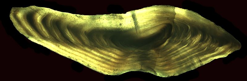 This cross-section of a burbot otolith reveals alternating light and dark bands that correspond to summer and winter seasons. Elemental information in the fishes environment, water, is recorded in the layers of this otolith that are laid down daily. Accumulating layers over the life of a fish allow us to reconstruct life history information