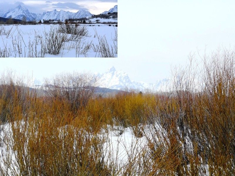 You can see the Grand Tetons from Shiras moose winter range in the Buffalo Valley. Booth (orange) and geyer (red and taller) willow are abundant on winter range, however, increasing snow depths can bury much of the available browse as winter progresses.