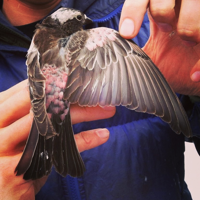Carl Brown holding a Black Rosy Finch- Photo by Katy Duffy