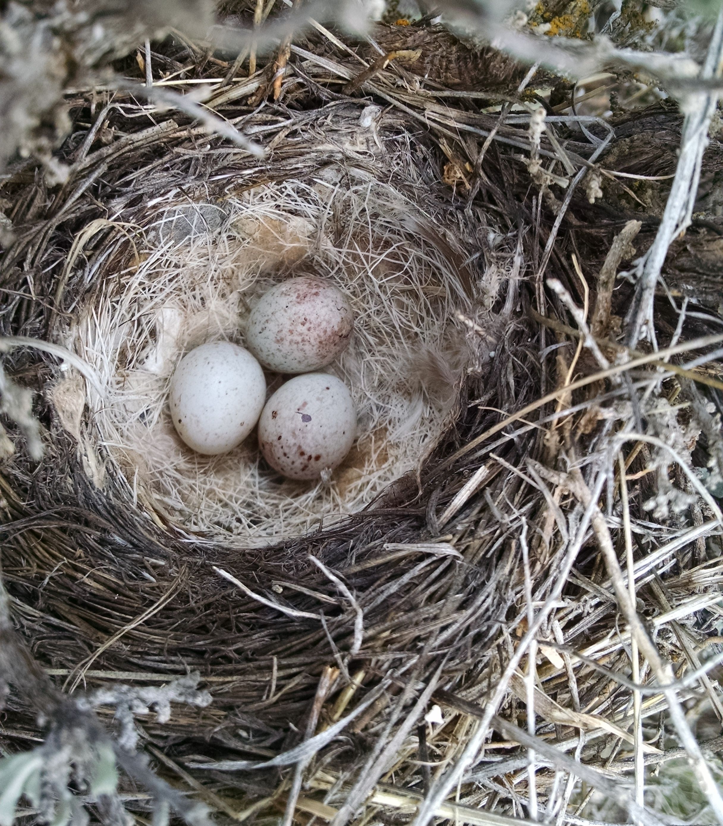 sagebrush sparrow nest