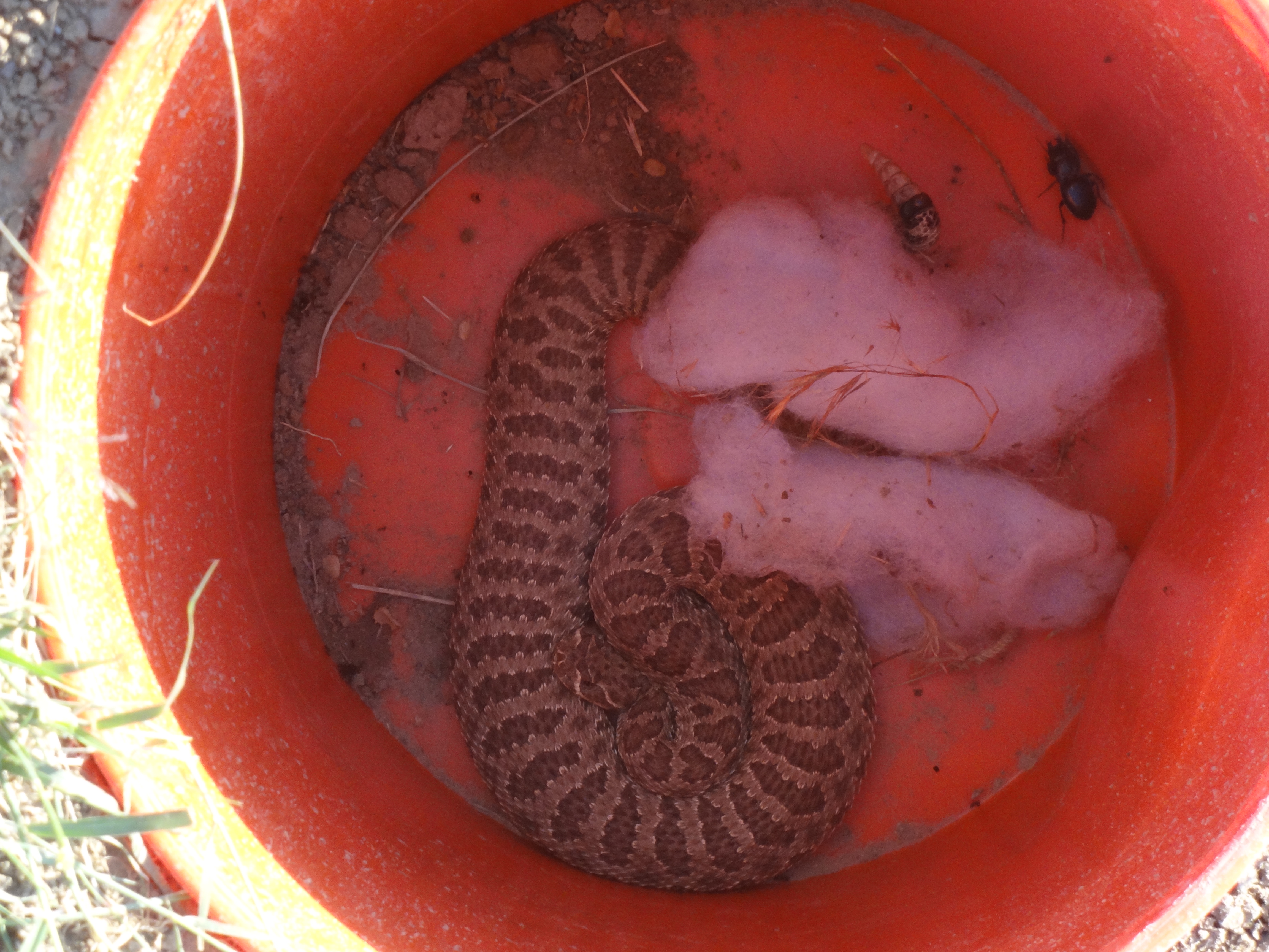 Rattlesnake in pitfall trap, Thunder Basin National Grassland, WY