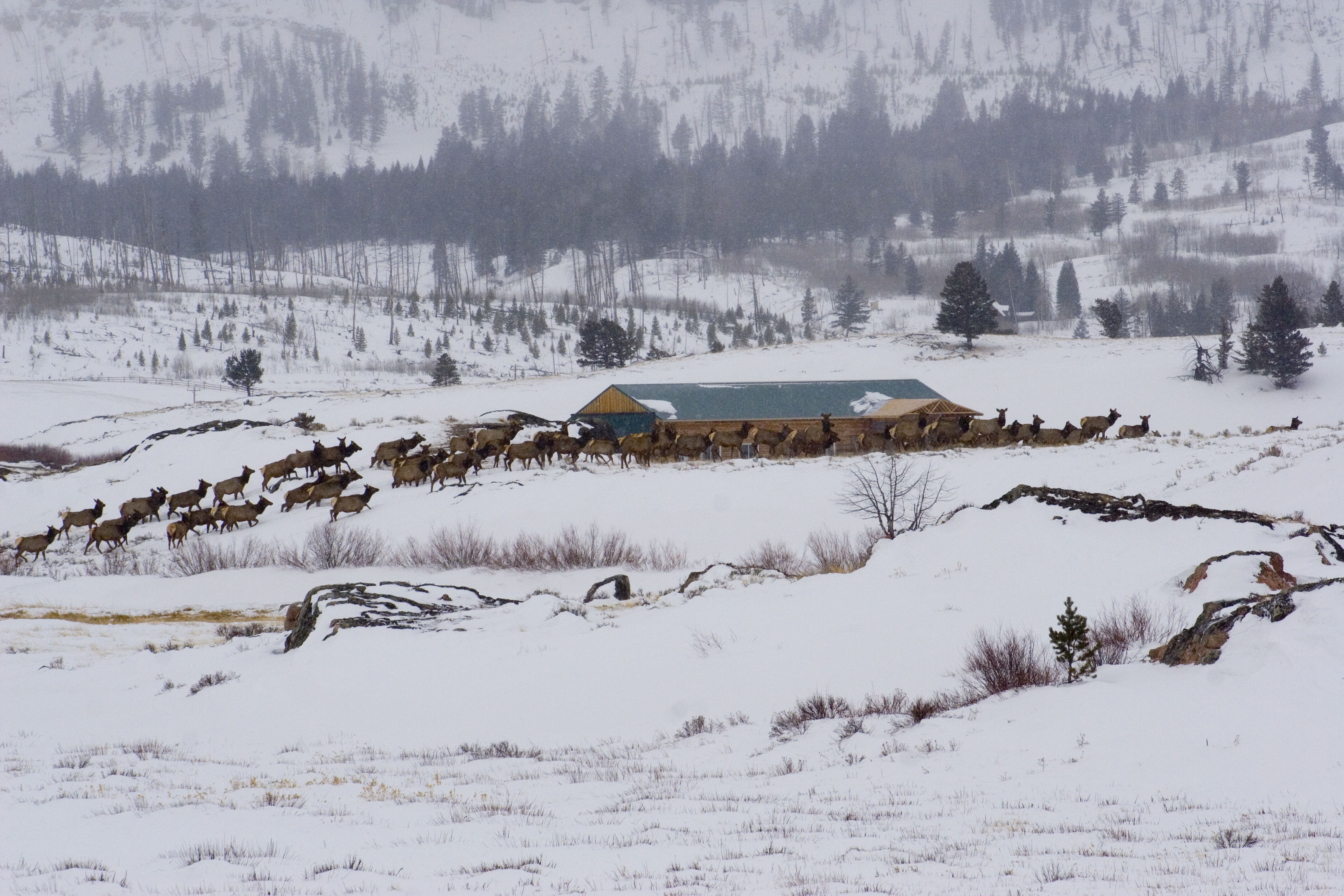 The interaction between wildlife and human presence is ubiquitous in Wyoming and the west.
