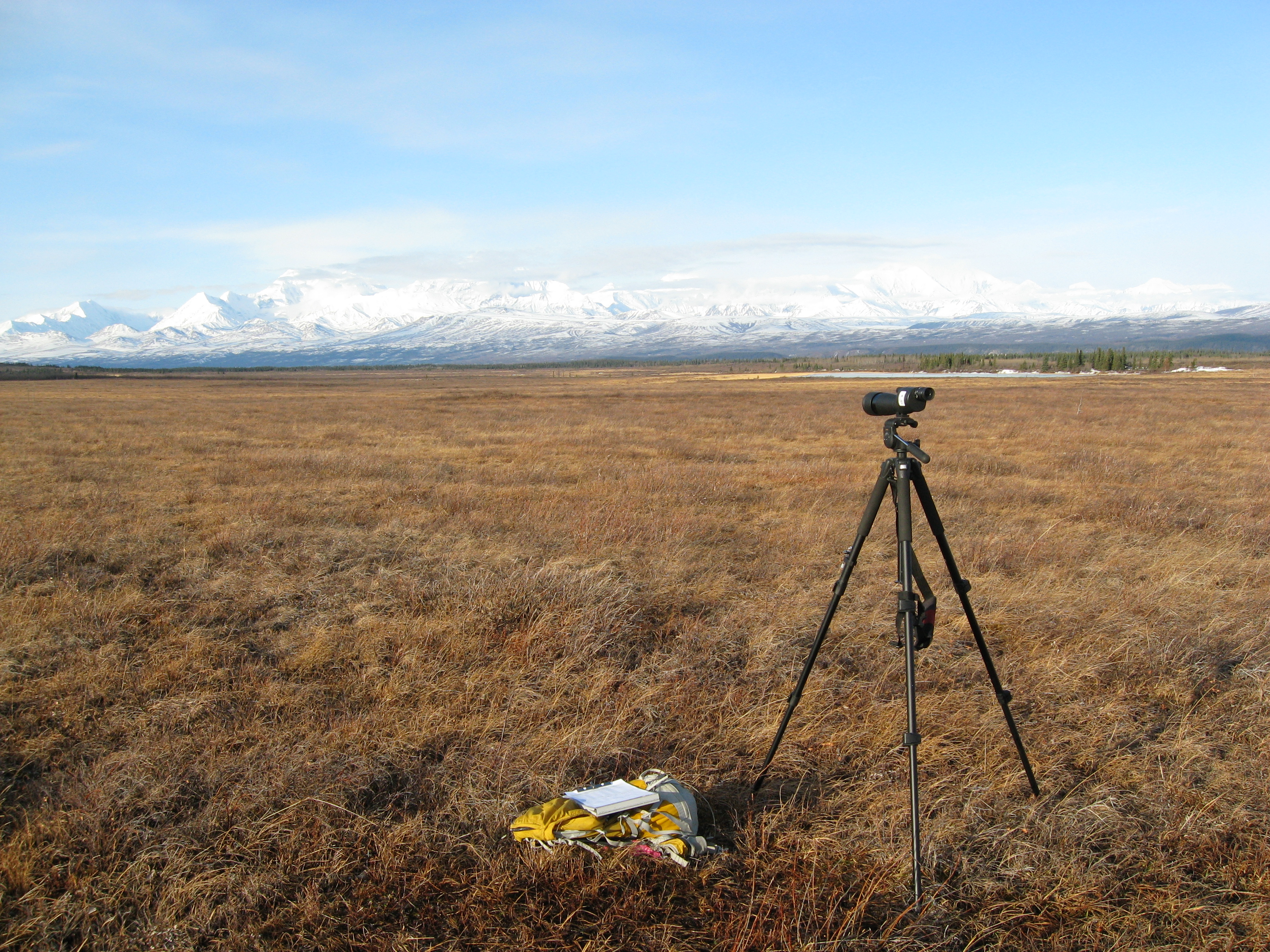 Looking for sharp-tailed grouse, interior AK