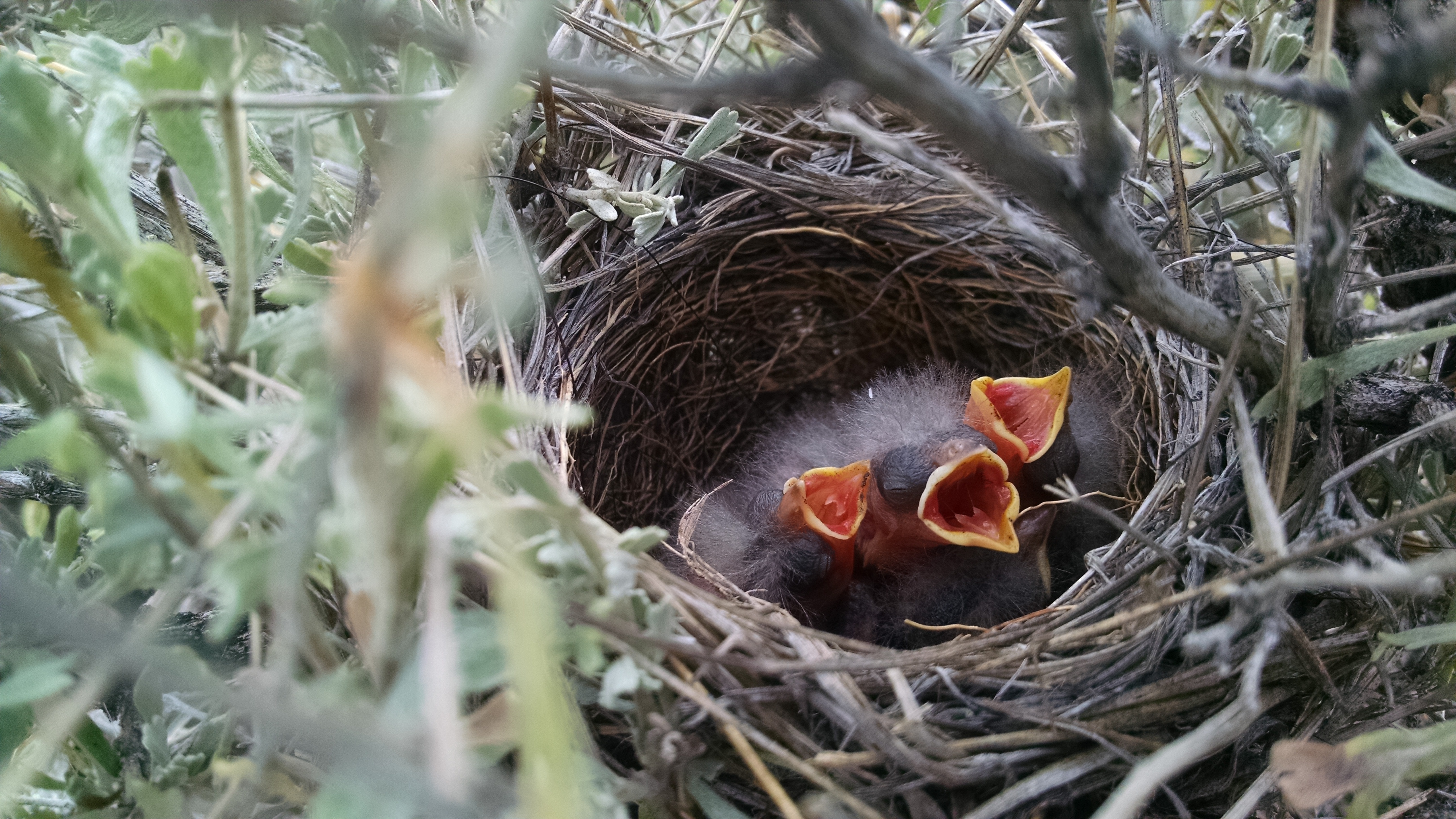 Brewer's sparrow nestlings