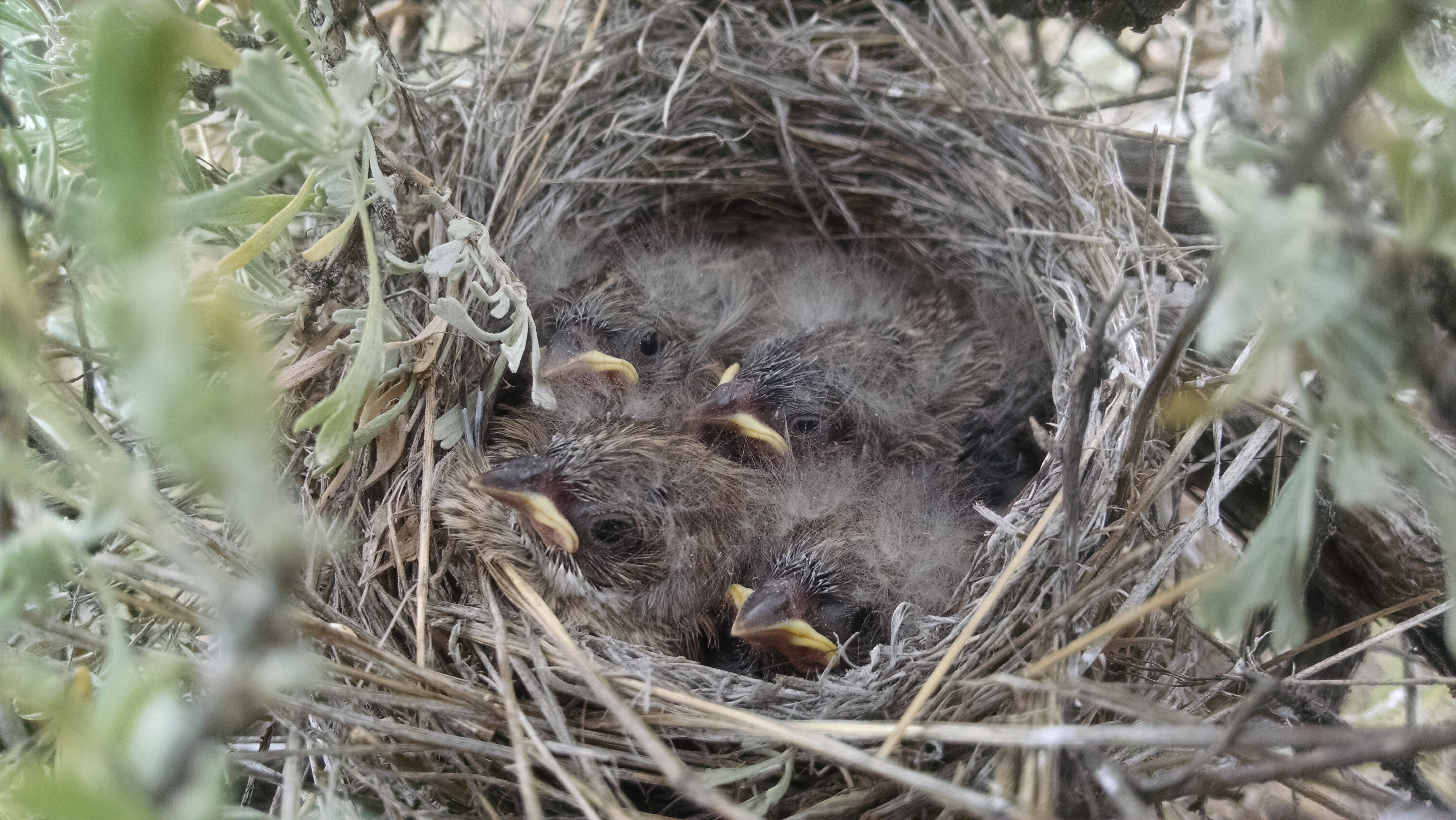brewer's sparrow nestlings