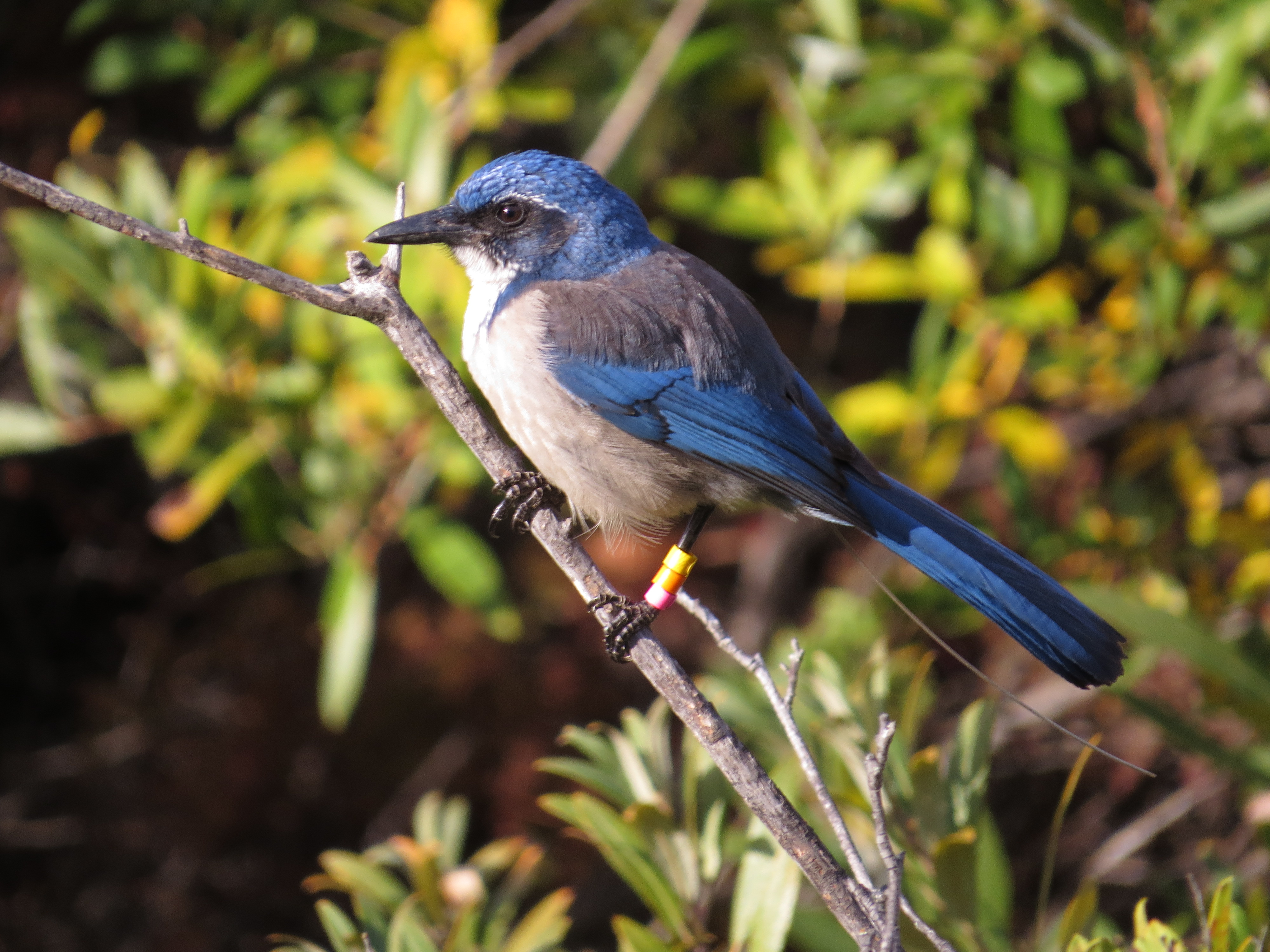 An Island Scrub-Jay with leg bands and telemetry antenna visible