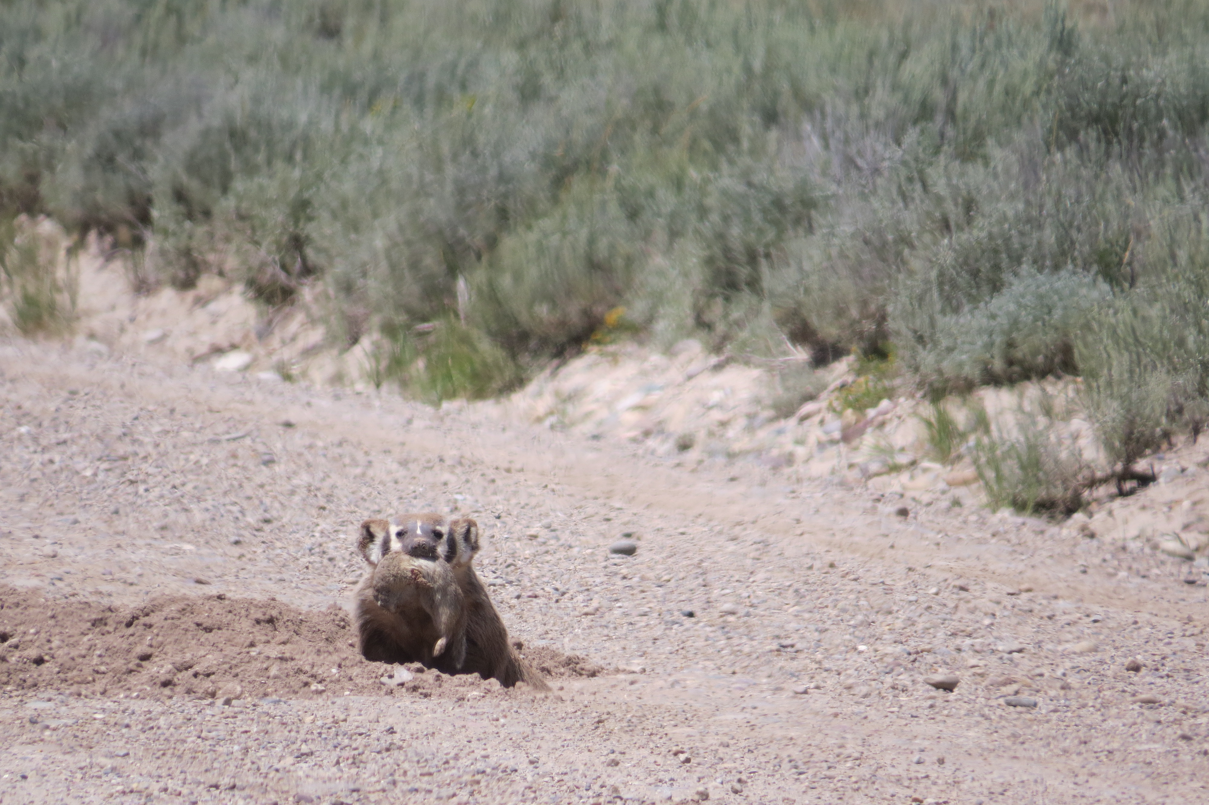badger with ground squirrel meal
