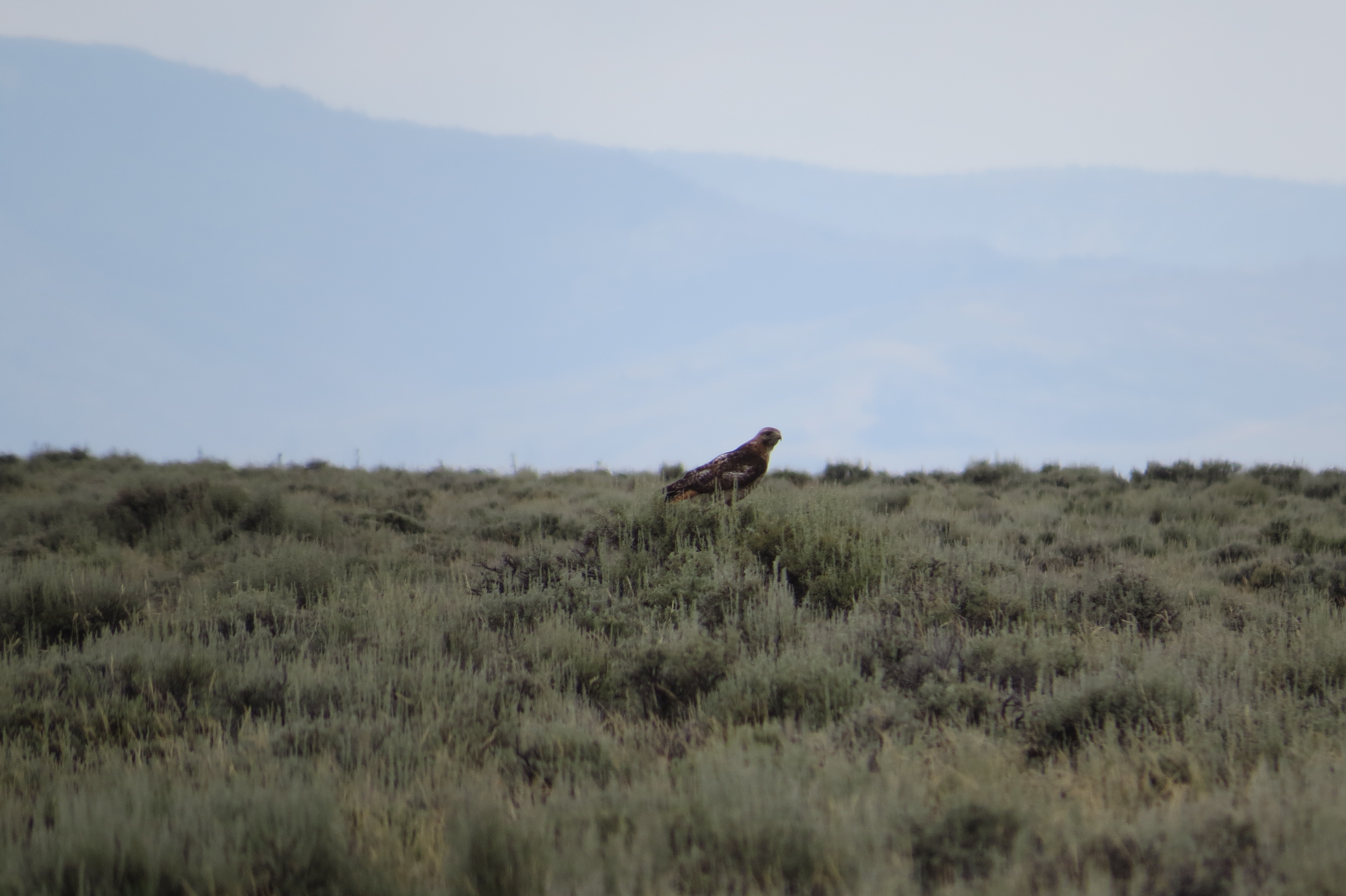 red-tailed hawk in sagebrush