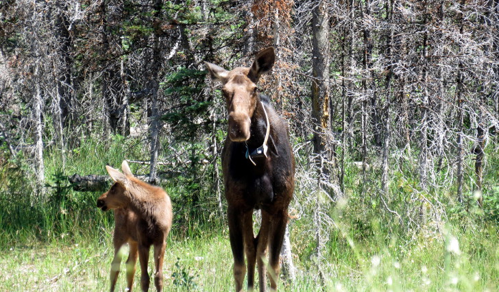 A mother moose faces the camera. The moose is wearing a GPS collar around her neck. Her calf stands closeby, looking to the left. The moose pair has a beetle-killed forest stand at their backs. Some of the trees are live and some are dead. 