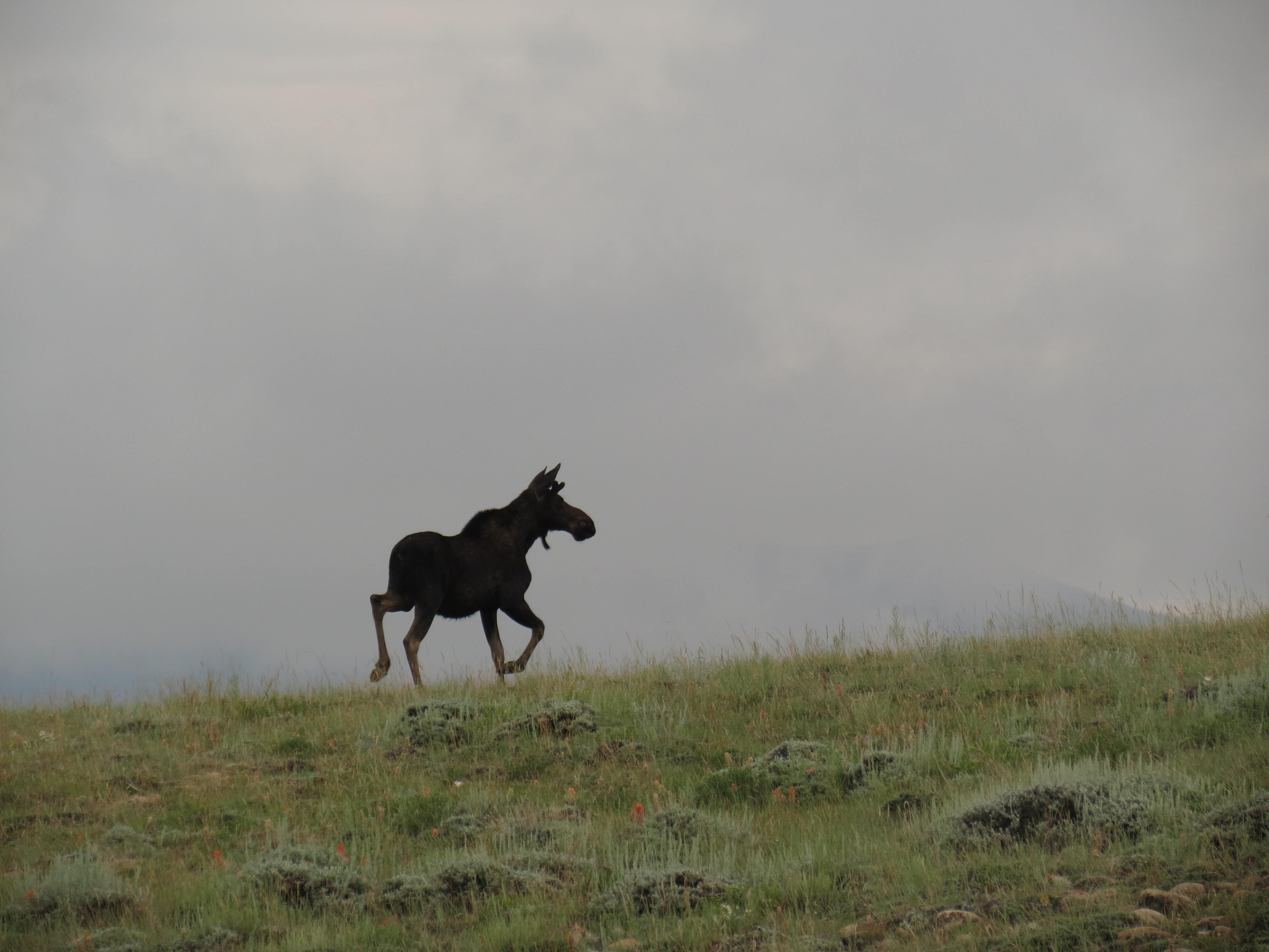 A silhouette of a moose against a cloudy background