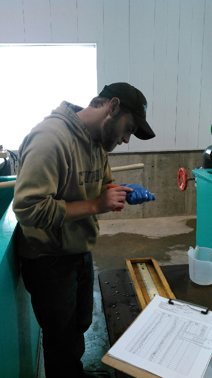 PIT-tagging cutthroat trout, Speas fish hatchery, WY