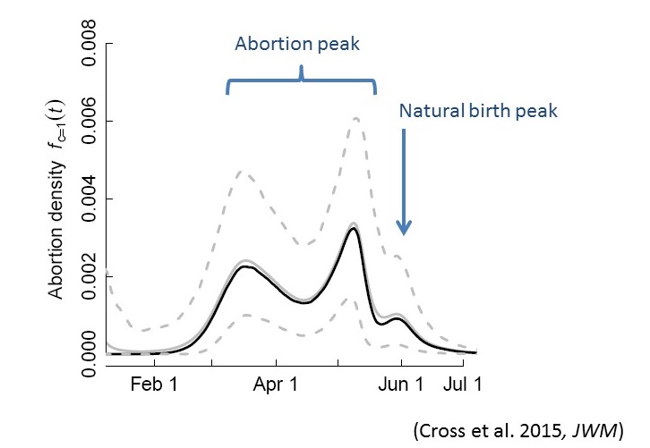 Predicted phenology of the probability of an abortion event