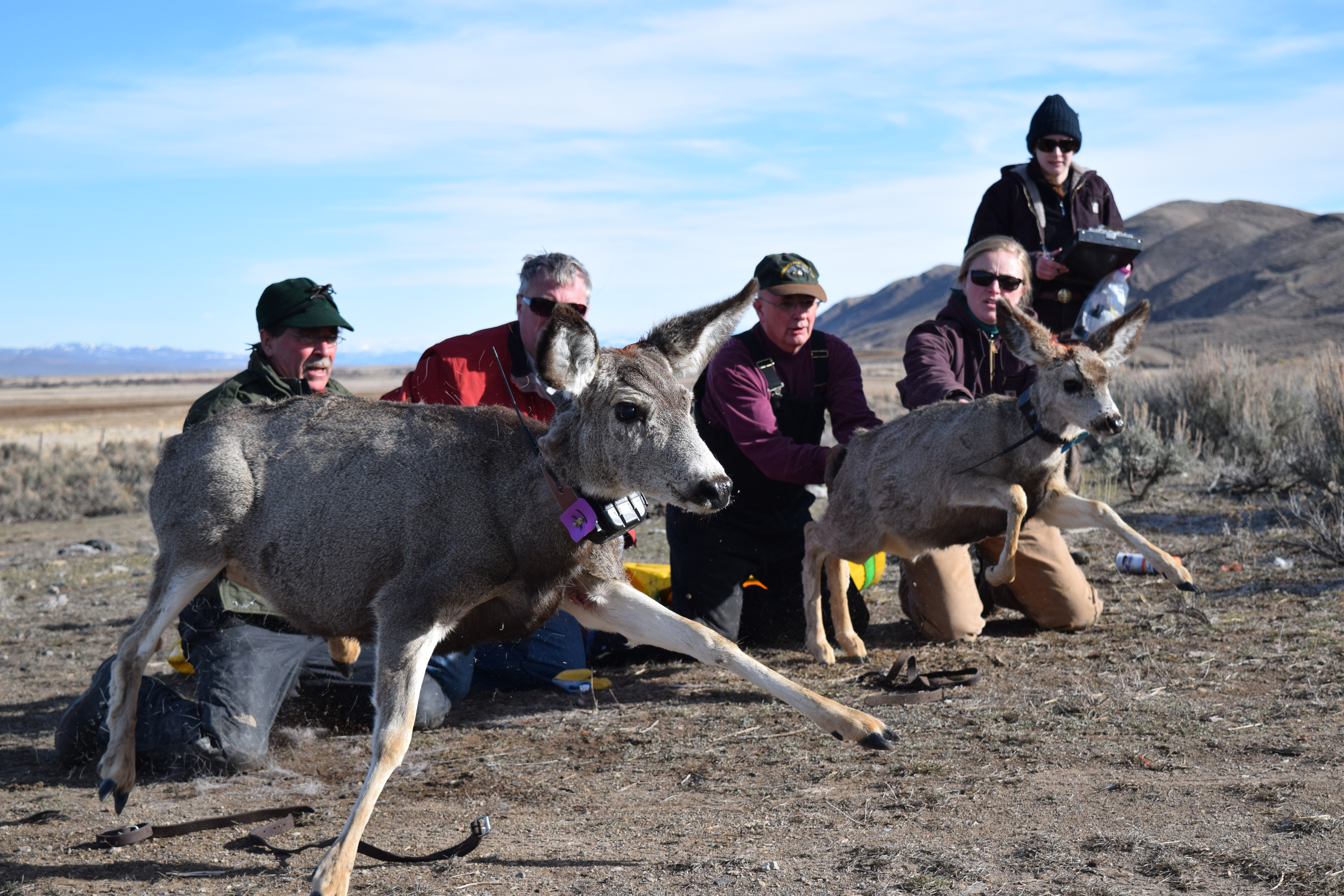 Biologists release a pair of mother-daughter mule deer after processing them.