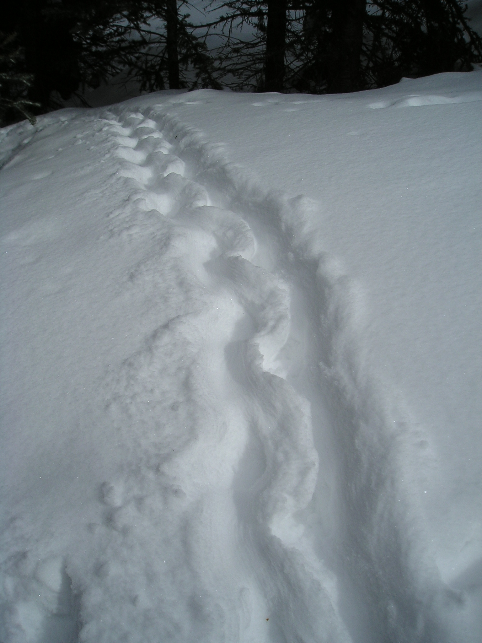 Porcupine tracks in fresh snow, CO