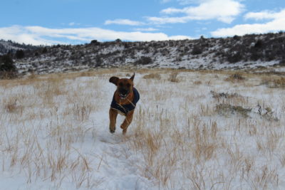Rufus, a brown dog, excitedly running in the snow.
