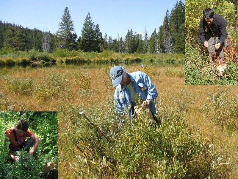 Because moose diets are more diverse in summer than winter, we collected a lot more forage species for nutritional analysis in summer. These included willow leaves, willow stems, sticky geranium, fireweed, and pond weed, among others.