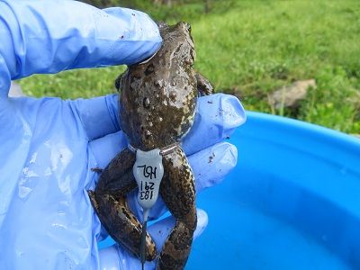 Columbia Spotted Frog with Transmitter