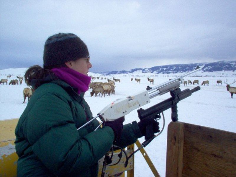 Vaccinating elk on the National Elk Refuge against brucellosis