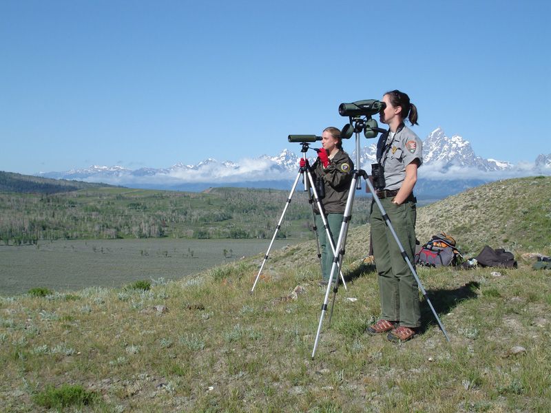 Monitoring wolves in Grand Teton National Park