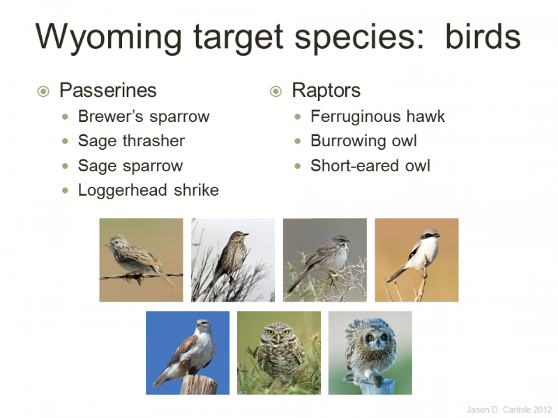 These species are among those thought to be conserved under the Greater Sage-Grouse umbrella in Wyoming.